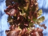 Red Lettuce Close up (Medium)