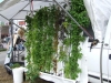 Truck Mounted Zipgrow towers (Medium)