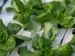 frost-on-lettuce