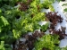 frost-on-lettuce-mix