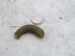 big-caterpillar-medium