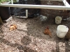 wood bed removed chickens inspecting (Medium)
