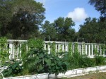 Aquaponic Tower and pond Plants grown