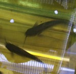 advanced channel catfish fingerlings