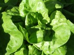 Butter Head Lettuce