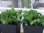 Green Pea Shoots