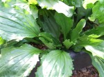 Plantain, edible/medicinal lawn weed