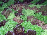 Premium Lettuce Mix