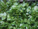 Watercress