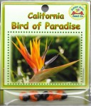 California Bird Of Paradise