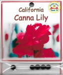 California Canna Lily