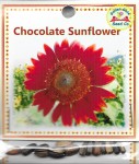 Chocolate Sunflower