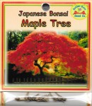 Japanese Bonsai Maple Tree